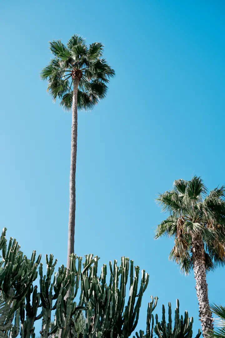 Palm trees